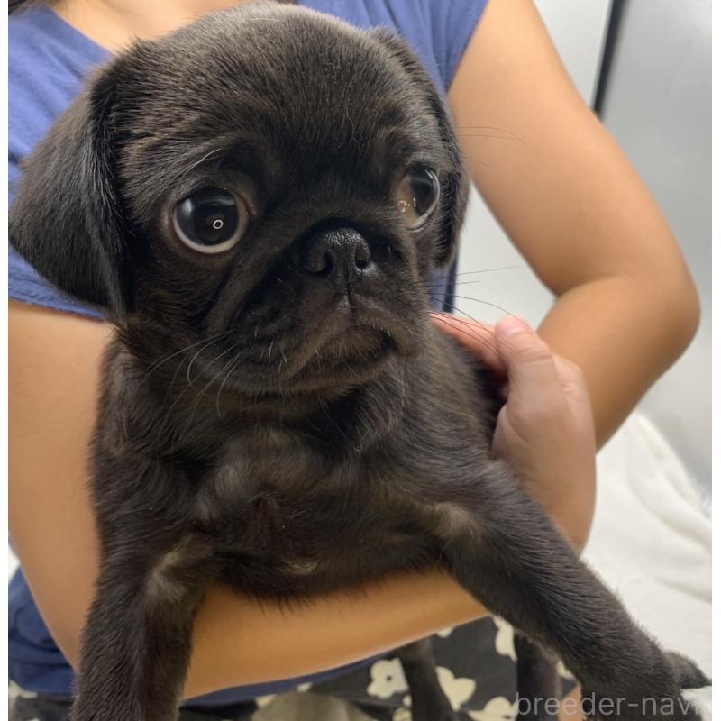 販売中の静岡県のミックス犬-405562の4枚目