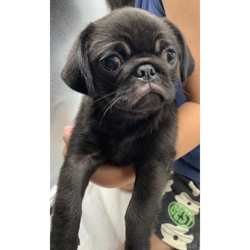 販売中の静岡県のミックス犬-405562の3枚目