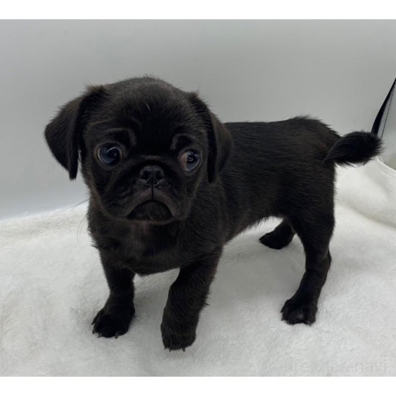 販売中の静岡県のミックス犬-405562の2枚目