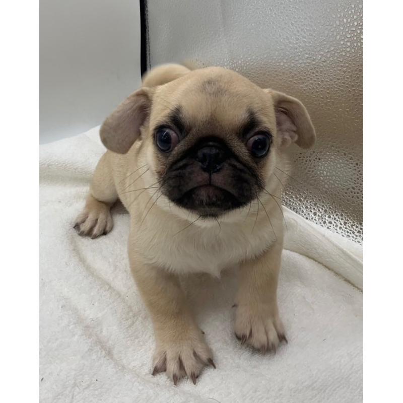 販売中の静岡県のミックス犬-405563の4枚目