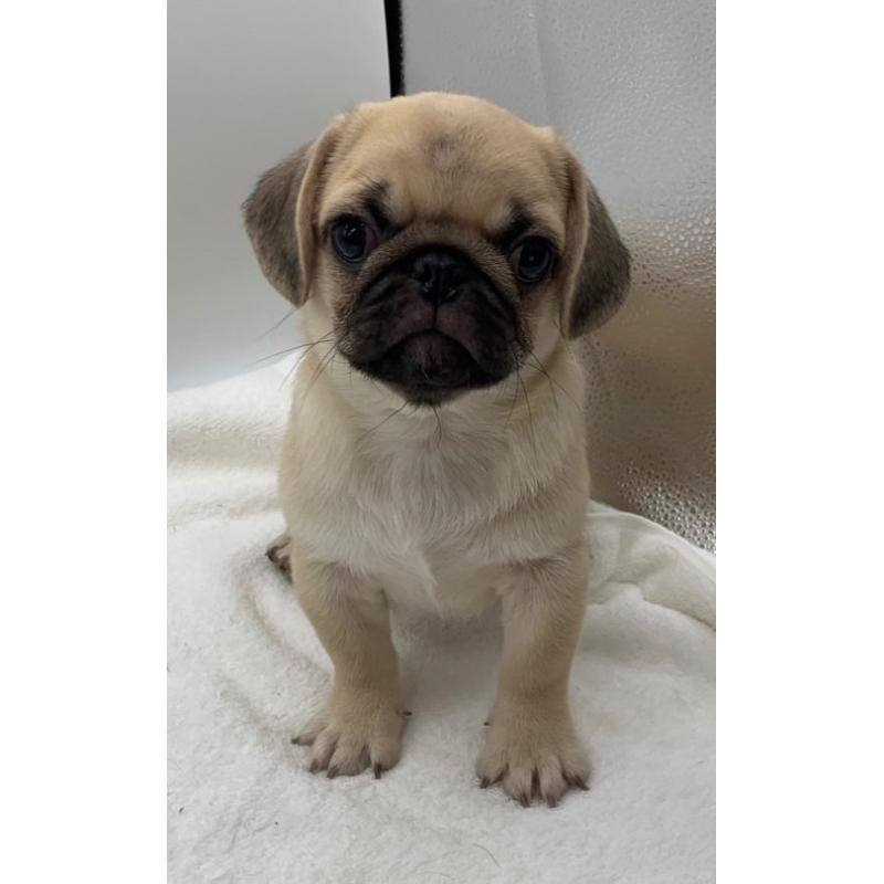 販売中の静岡県のミックス犬-405563の1枚目