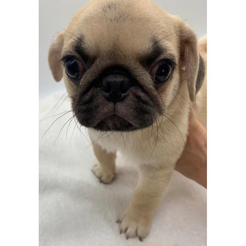 販売中の静岡県のミックス犬-405563の2枚目