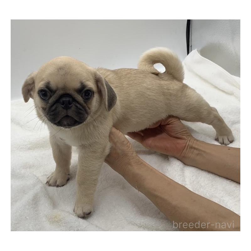 販売中の静岡県のミックス犬-405563の3枚目