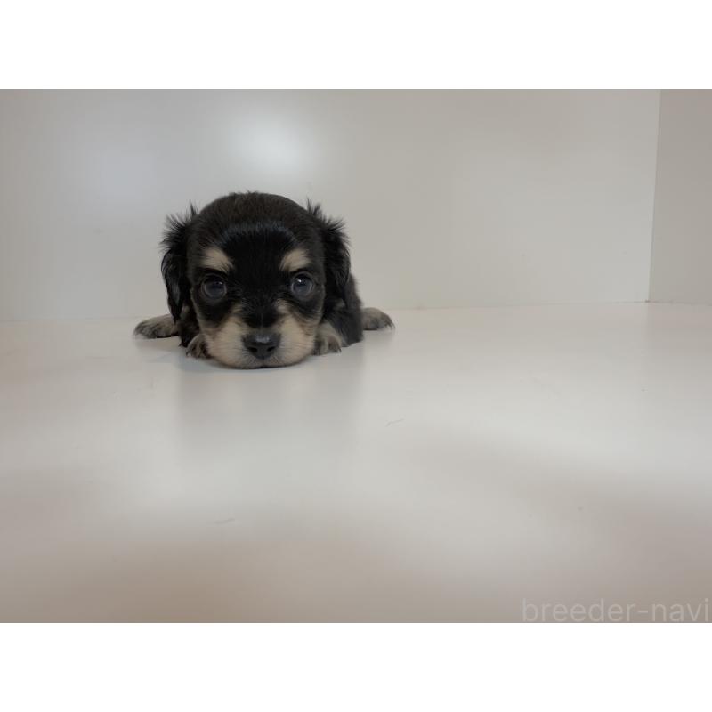 販売中の山口県のチワックス:チワワ×ミニチュアダックスフンド-405571の3枚目