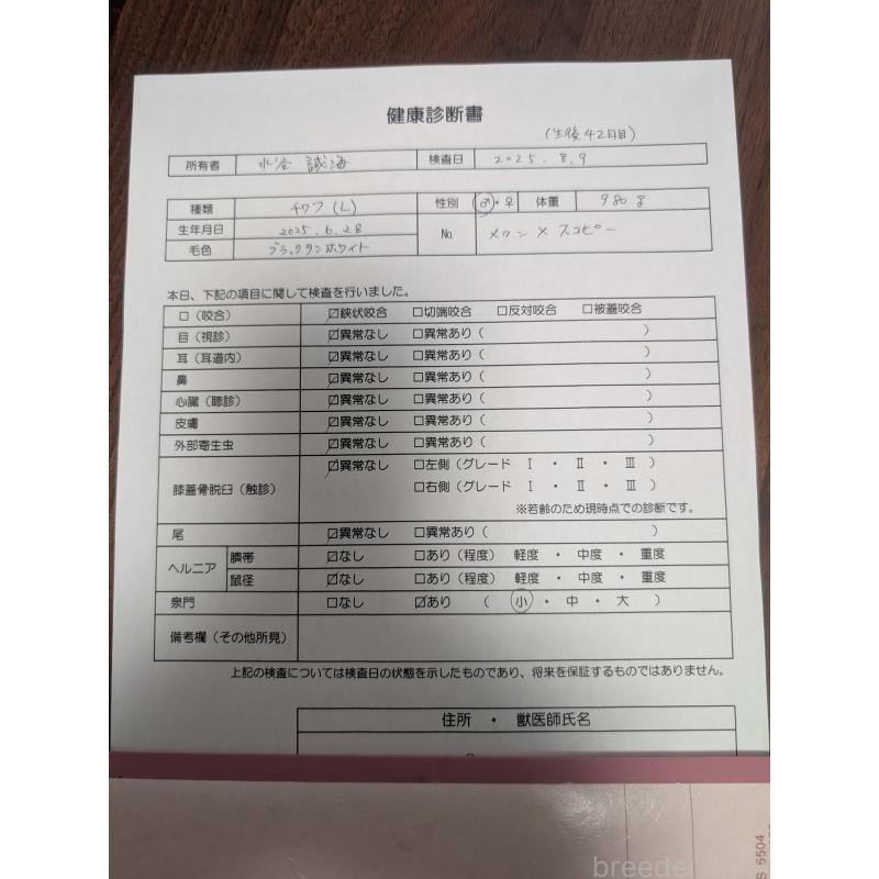 成約済の愛知県のチワワ(ロングコート)-404221の13枚目