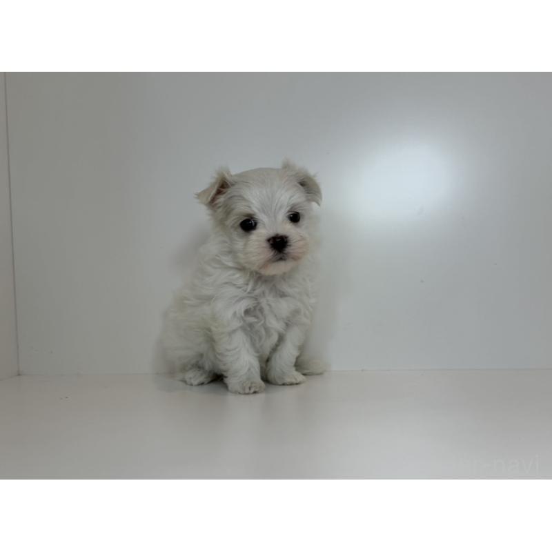 販売中の山口県のマルチーズ-405574の3枚目