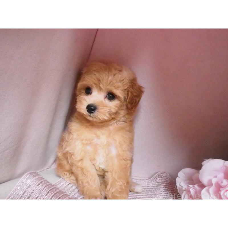 販売中の岡山県のミックス犬-405578の3枚目