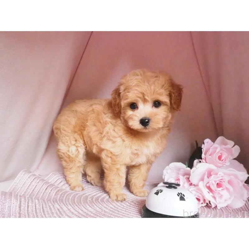 販売中の岡山県のミックス犬-405578の2枚目