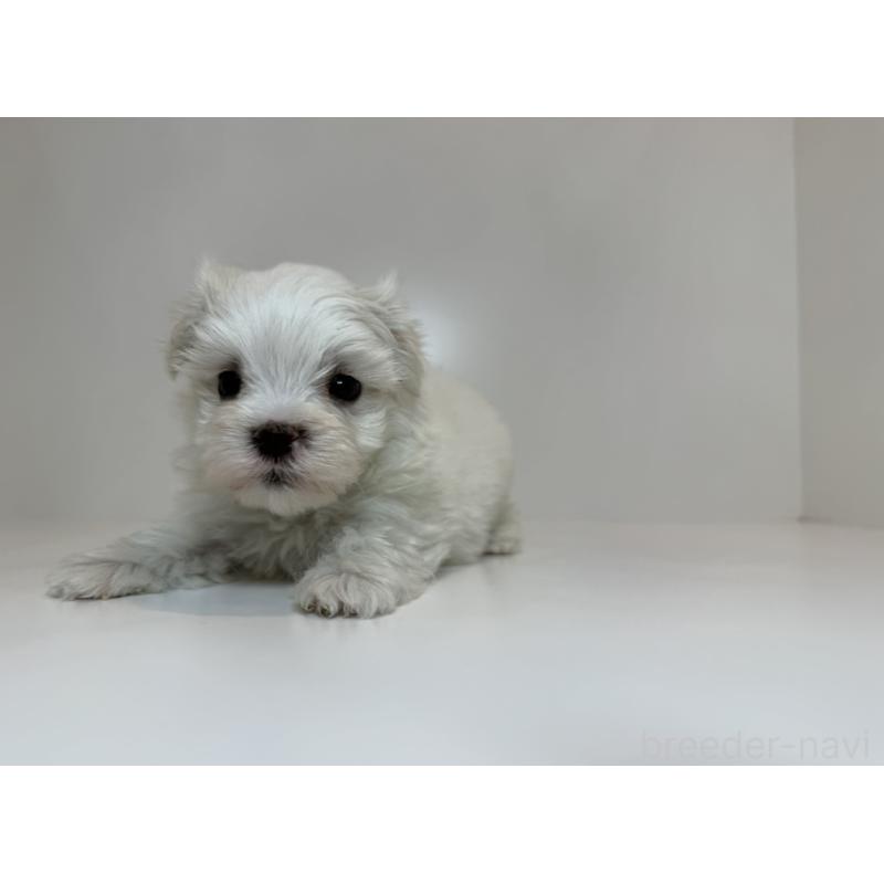 販売中の山口県のマルチーズ-405575の3枚目