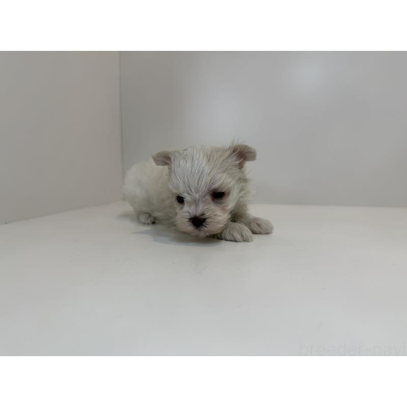 販売中の山口県のマルチーズ-405576の3枚目