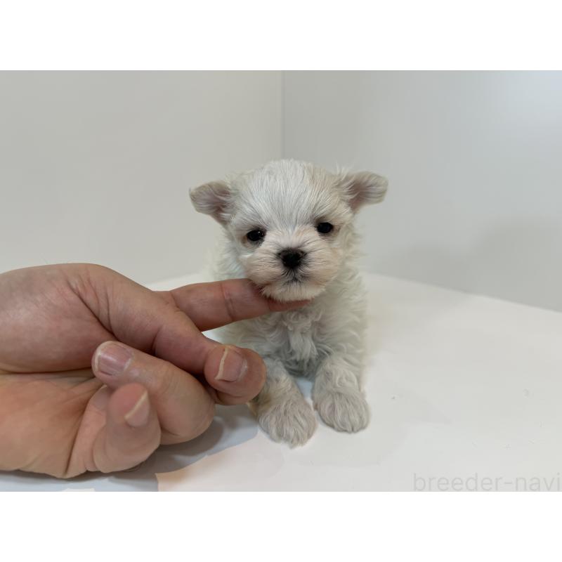 販売中の山口県のマルチーズ-405577の2枚目