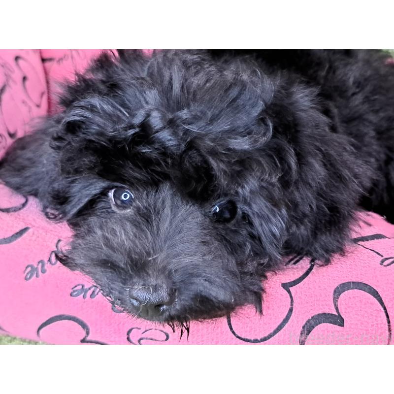 成約済の愛知県のミックス犬-389805