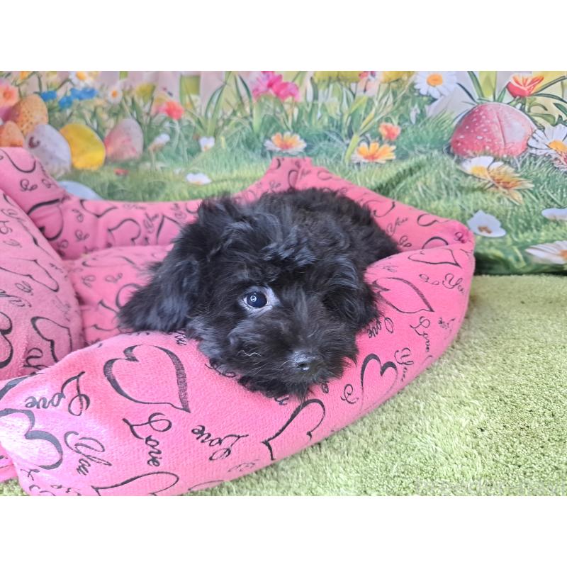成約済の愛知県のミックス犬-389805の3枚目