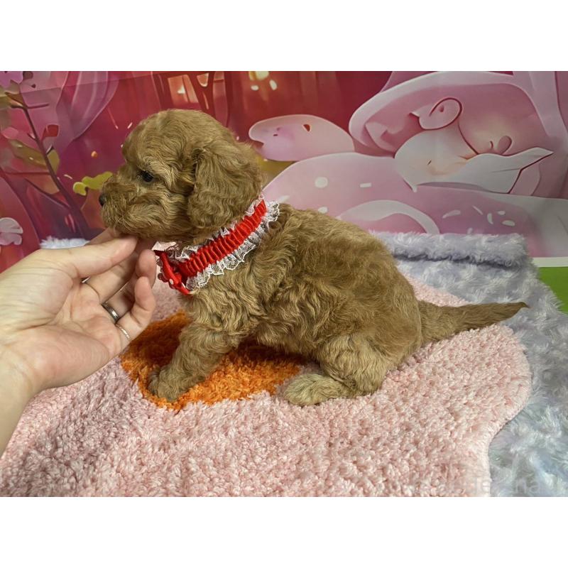 販売中の神奈川県のマルプー:マルチーズ×トイプードル-404070の11枚目