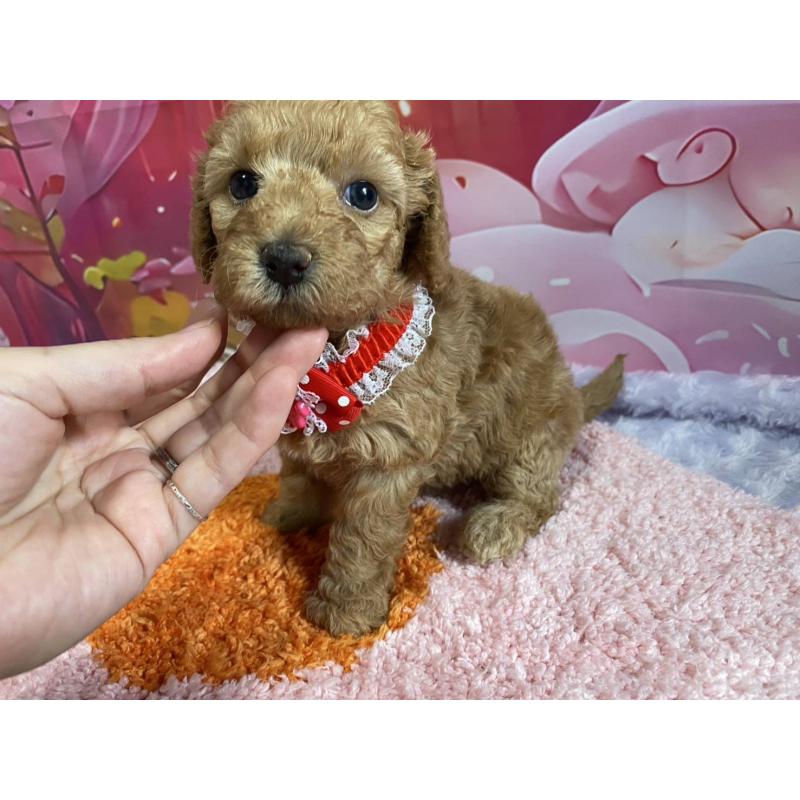 販売中の神奈川県のマルプー:マルチーズ×トイプードル-404070