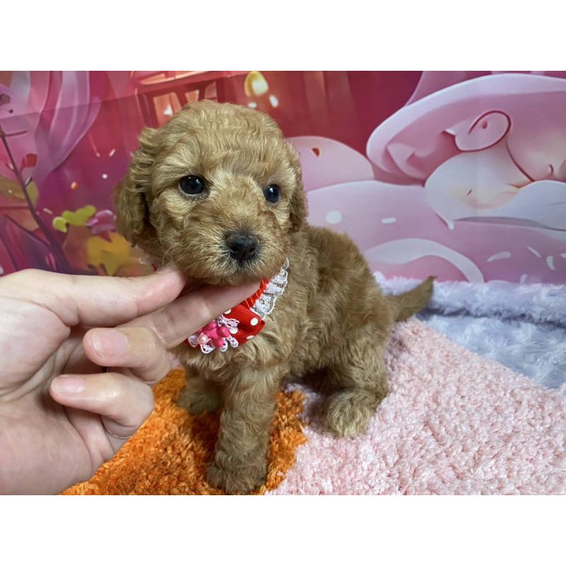 販売中の神奈川県のマルプー:マルチーズ×トイプードル-404070の9枚目