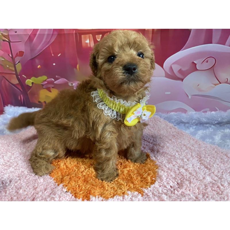 成約済の神奈川県のマルプー:マルチーズ×トイプードル-404071の5枚目