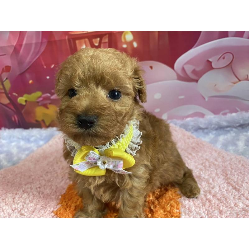 成約済の神奈川県のマルプー:マルチーズ×トイプードル-404071の4枚目