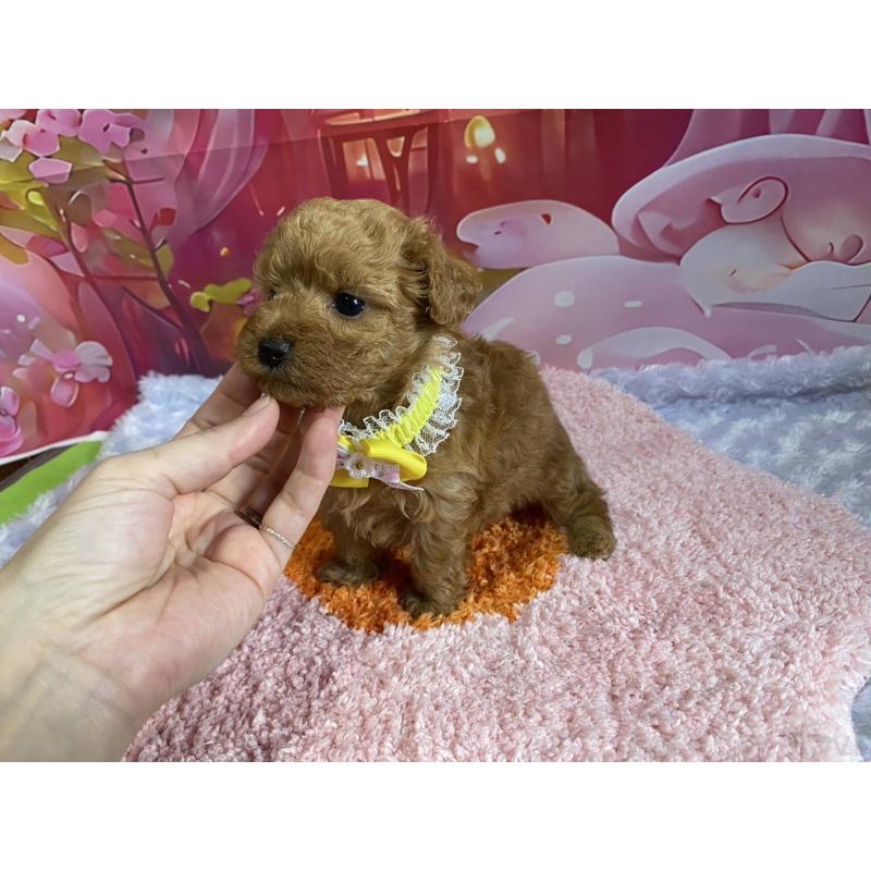 成約済の神奈川県のマルプー:マルチーズ×トイプードル-404071の3枚目