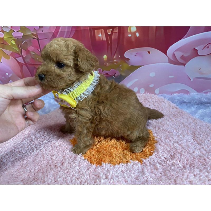 成約済の神奈川県のマルプー:マルチーズ×トイプードル-404071の2枚目