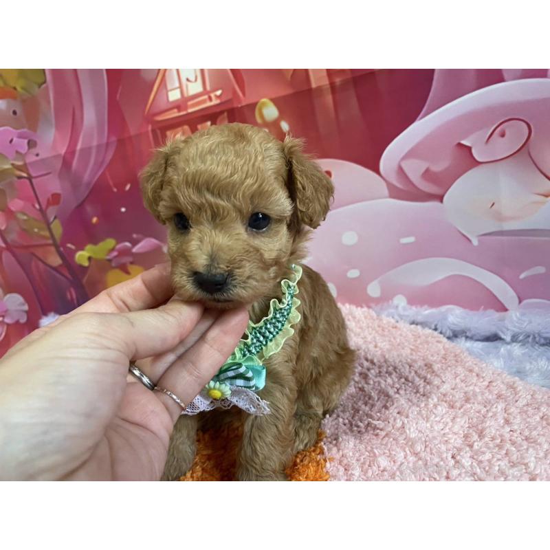 販売中の神奈川県のマルプー:マルチーズ×トイプードル-404068の20枚目