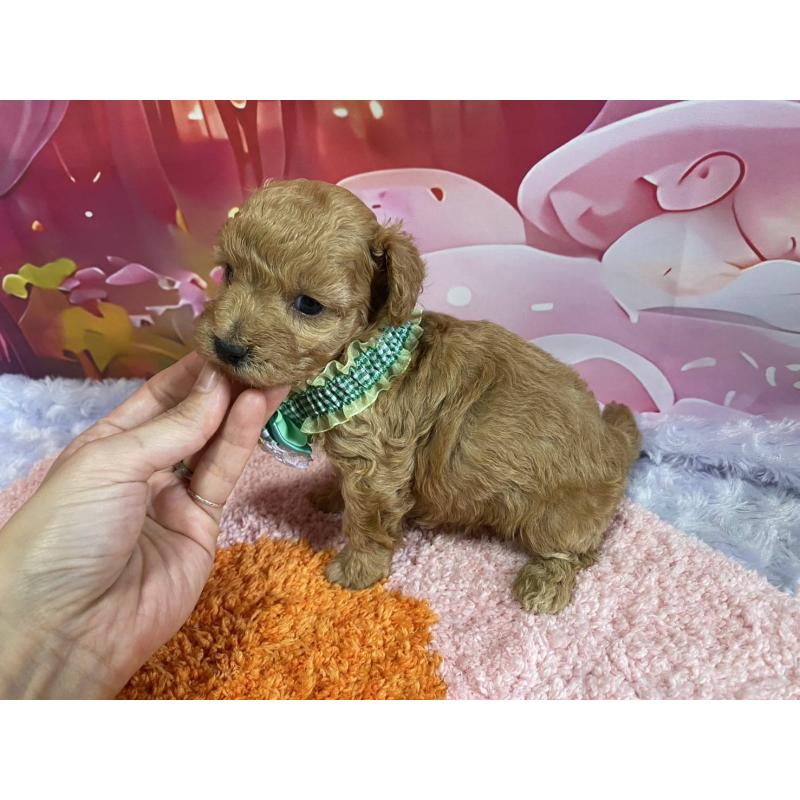 販売中の神奈川県のマルプー:マルチーズ×トイプードル-404068の19枚目