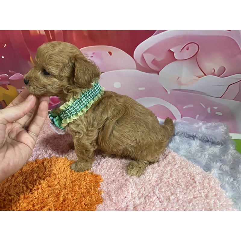 販売中の神奈川県のマルプー:マルチーズ×トイプードル-404068の17枚目