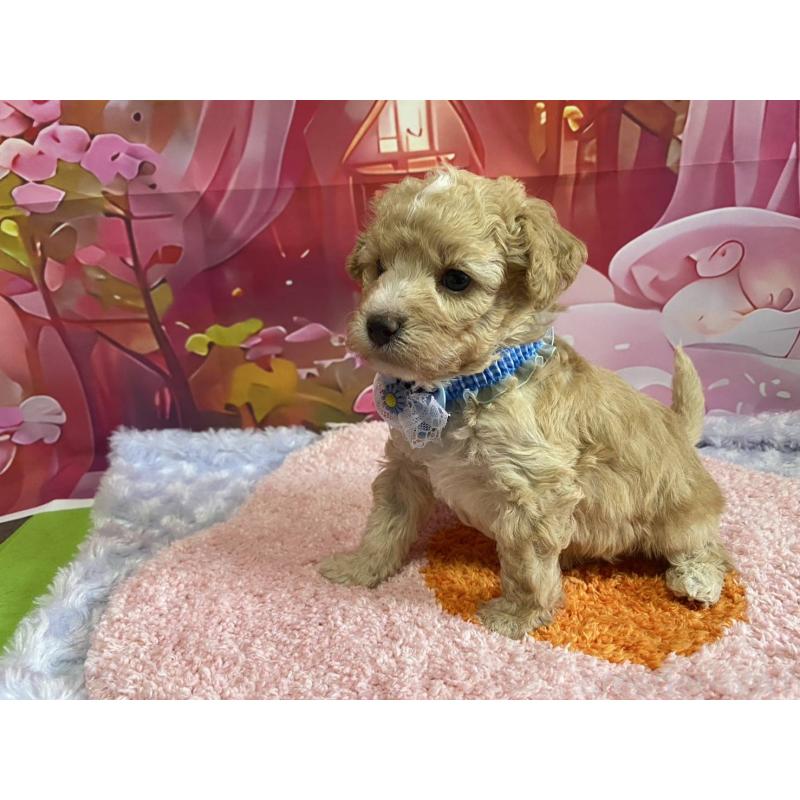 販売中の神奈川県のマルプー:マルチーズ×トイプードル-404066の18枚目