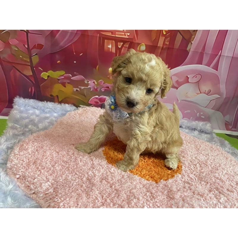 販売中の神奈川県のマルプー:マルチーズ×トイプードル-404066の16枚目