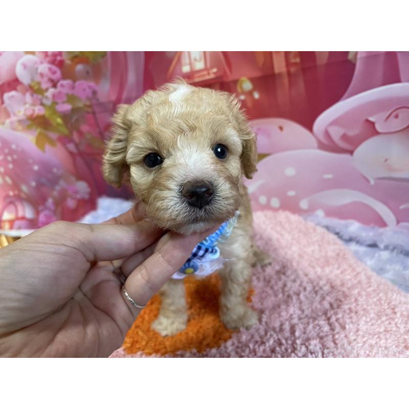 販売中の神奈川県のマルプー:マルチーズ×トイプードル-404066