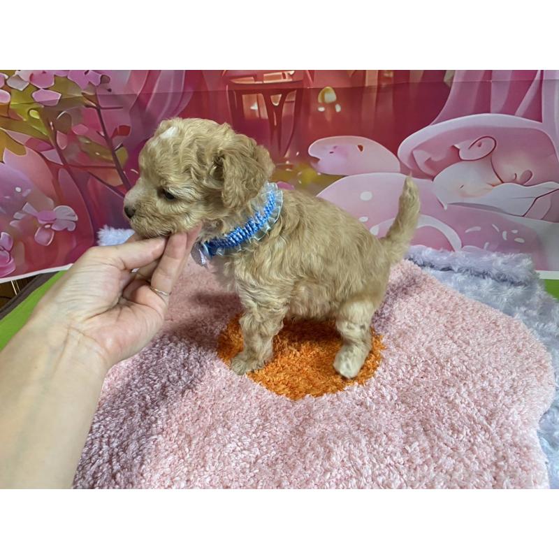 販売中の神奈川県のマルプー:マルチーズ×トイプードル-404066の14枚目