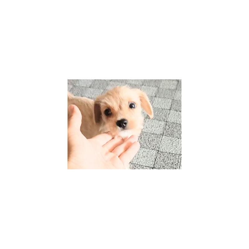 販売中の茨城県のミックス犬-405595の6枚目
