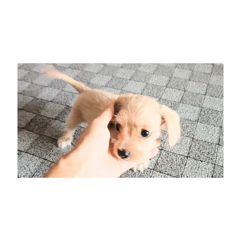 販売中の茨城県のミックス犬-405595の5枚目