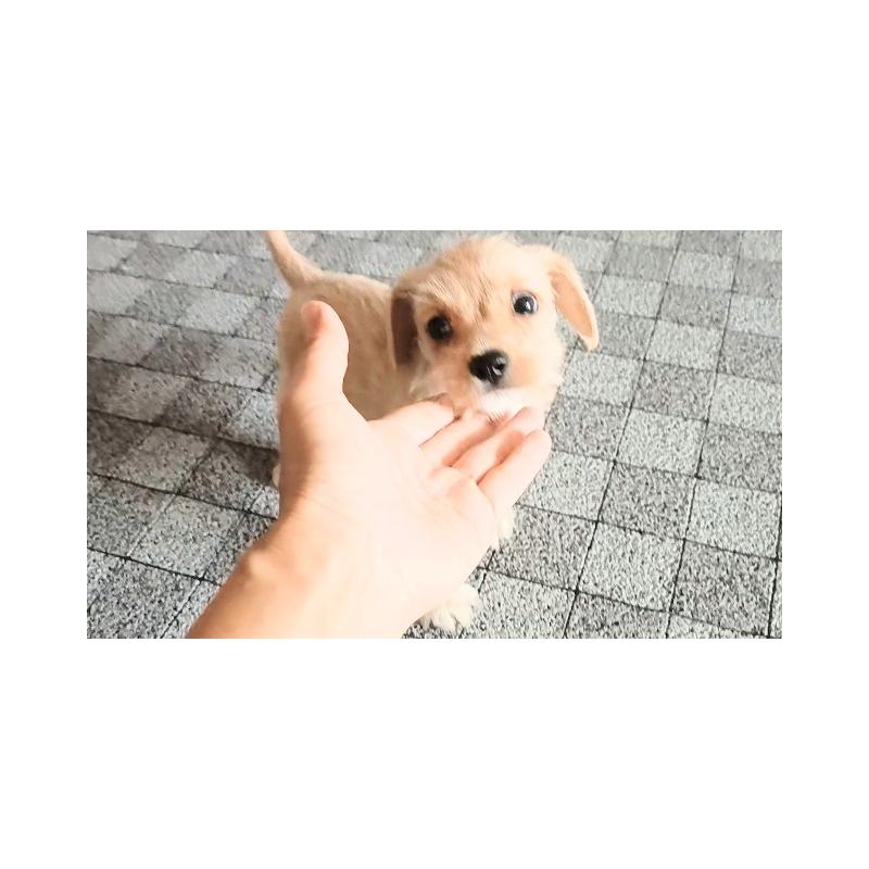 販売中の茨城県のミックス犬-405595の4枚目