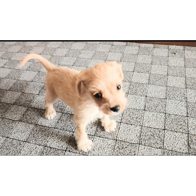 販売中の茨城県のミックス犬-405595の3枚目