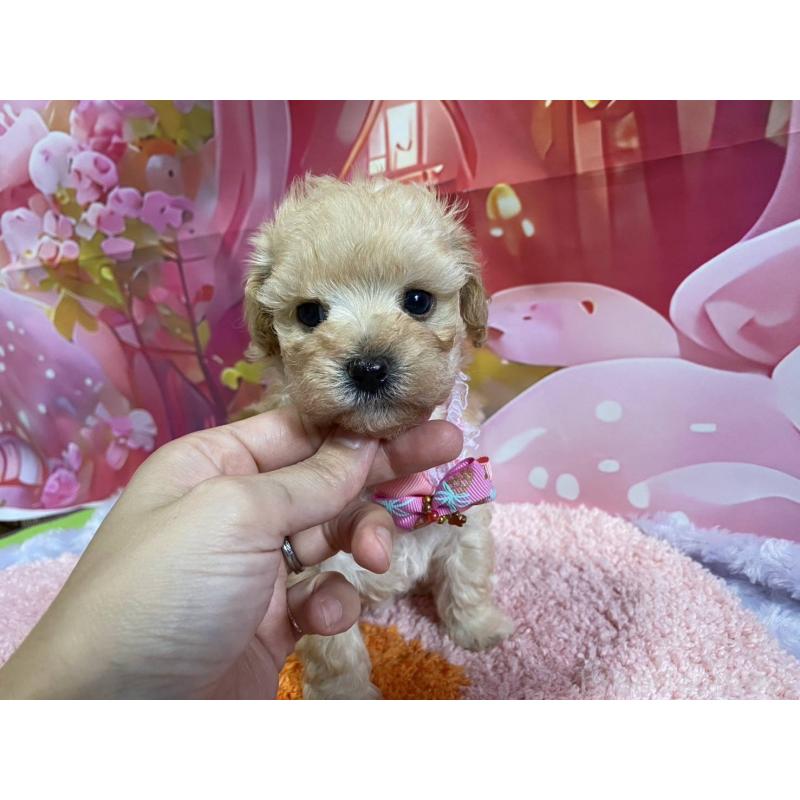 販売中の神奈川県のマルプー:マルチーズ×トイプードル-404065の21枚目