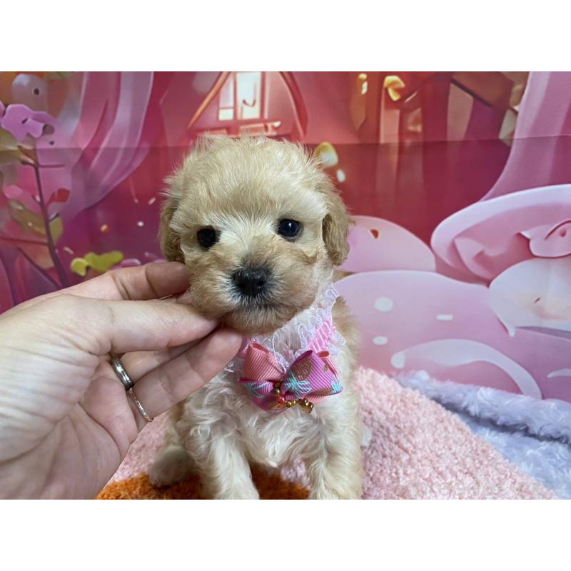 販売中の神奈川県のマルプー:マルチーズ×トイプードル-404065