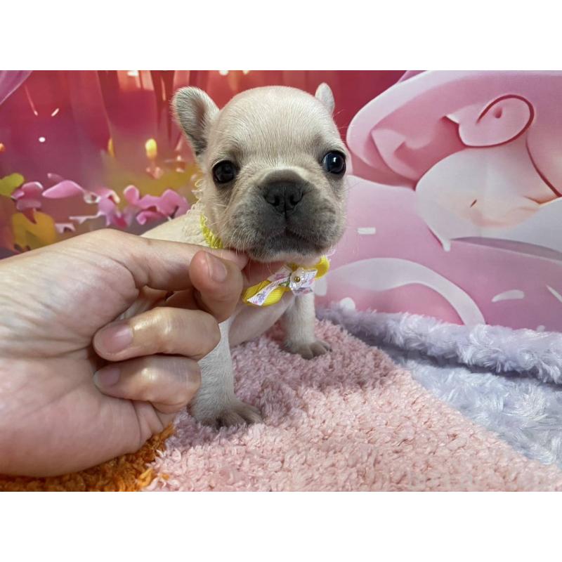 販売中の神奈川県のフレンチブルドッグ-400636の5枚目