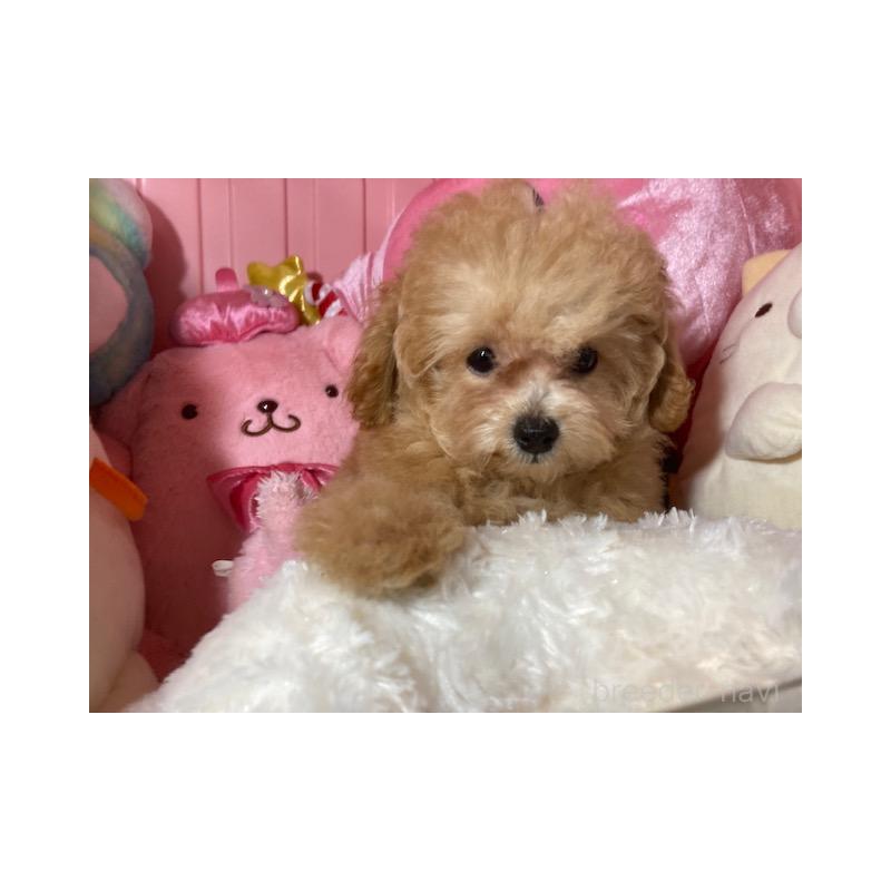 販売中の富山県のトイプードル-405615の4枚目