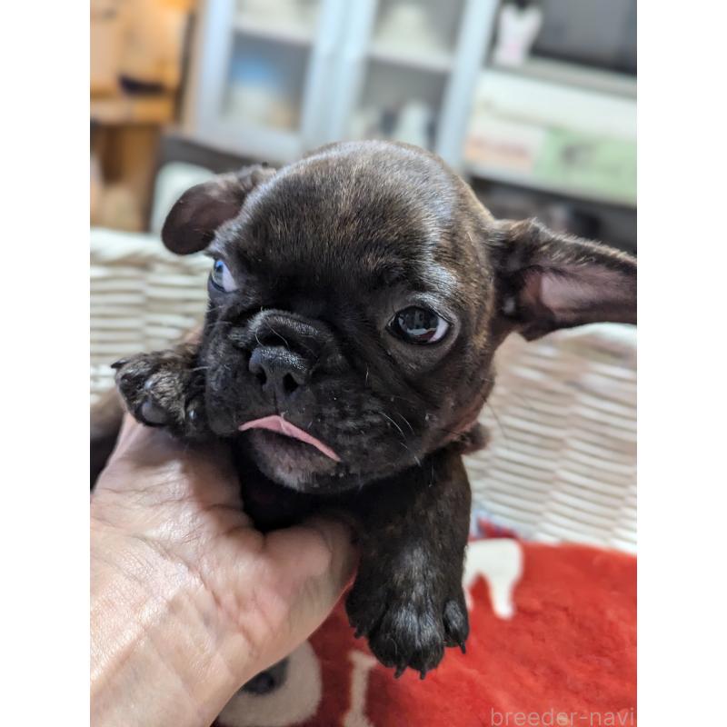 成約済の愛知県のフレンチブルドッグ-400753の5枚目