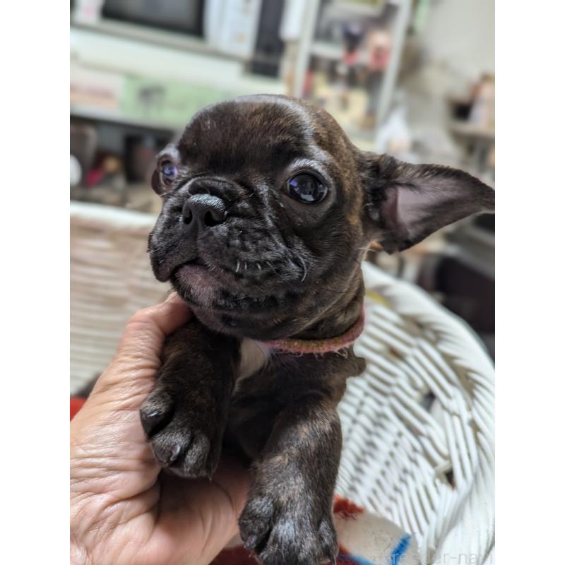 成約済の愛知県のフレンチブルドッグ-400753の4枚目