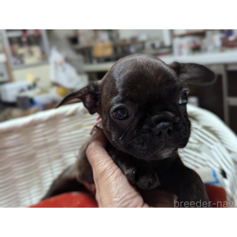 成約済の愛知県のフレンチブルドッグ-400753の3枚目