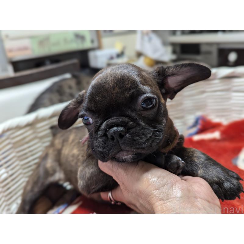 成約済の愛知県のフレンチブルドッグ-400753の2枚目