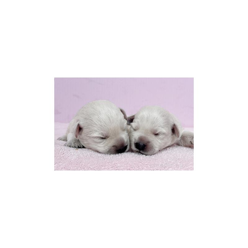 販売中の東京都のミックス犬-405639の6枚目