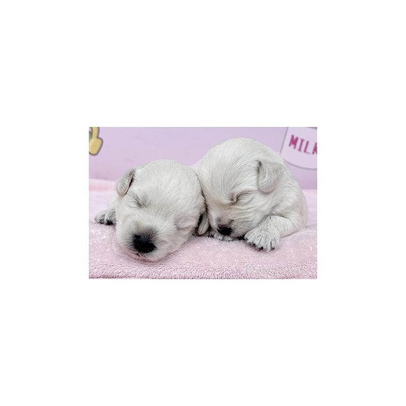 販売中の東京都のミックス犬-405639の5枚目