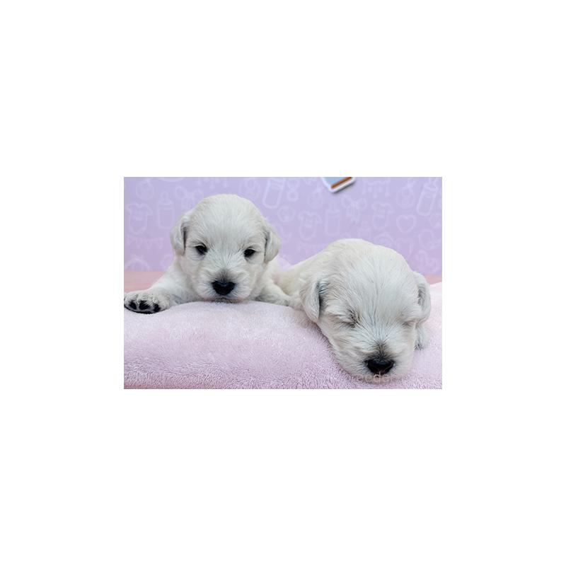 販売中の東京都のミックス犬-405639の4枚目