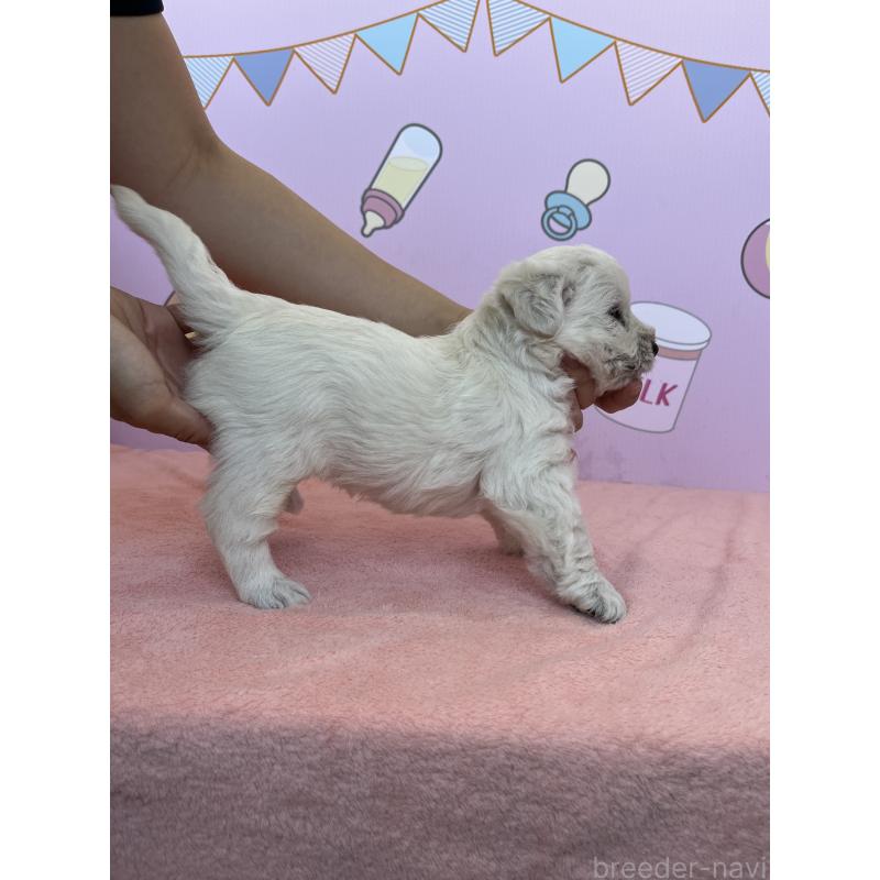 販売中の東京都のミックス犬-405639の3枚目