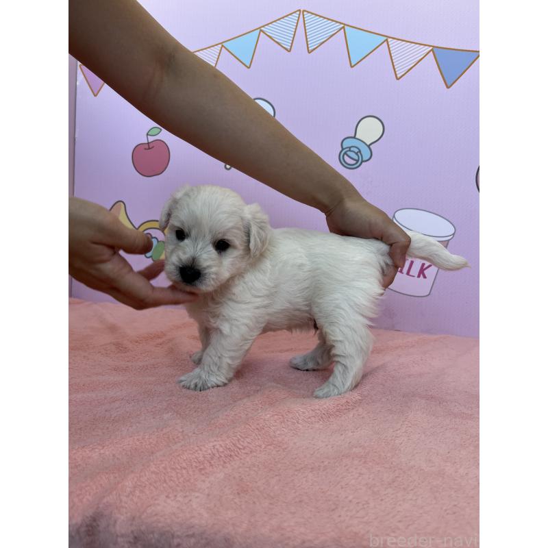 販売中の東京都のミックス犬-405639の2枚目