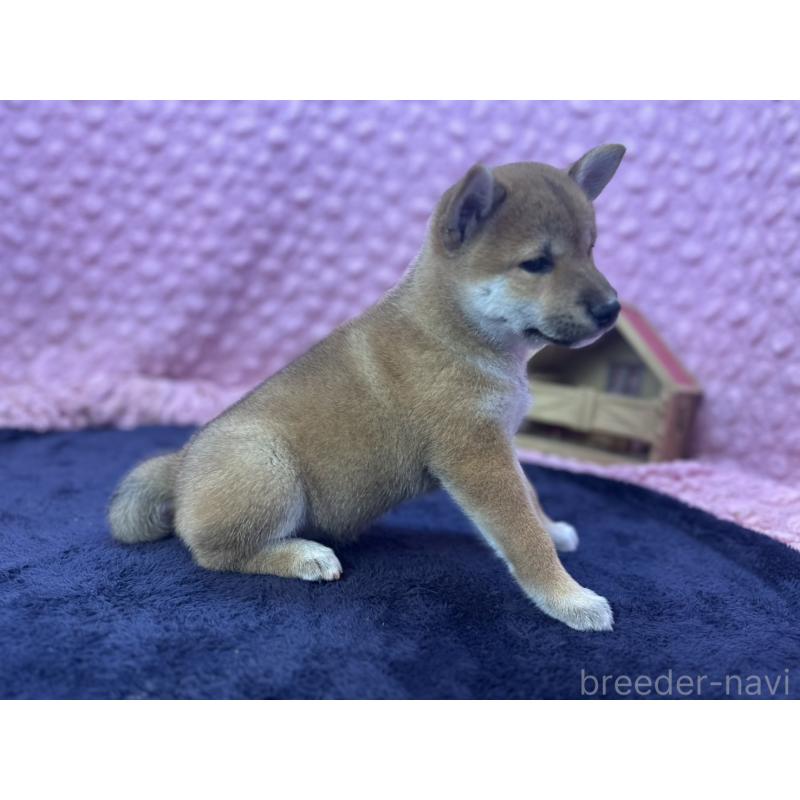 販売中の茨城県の柴犬-405629の9枚目