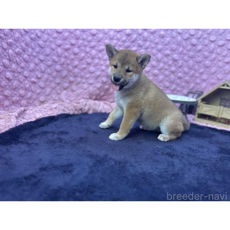 販売中の茨城県の柴犬-405629の8枚目
